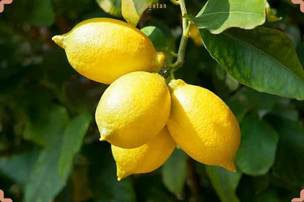 تصویر 2 از قیمت لیمو ترش شمال + خرید باور نکردنی